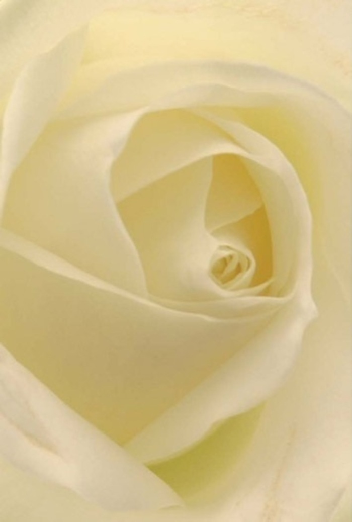 From this perspective, the pure sophistication of a cream-white rose is revealed in every subtle nuance-the luminosity of white and cream blending together beneath soft Beddington daylight, reminiscent of the gentle morning light across Beddington Park's meadows. The rose's petals layer closely, forming a tranquil spiral that emits a sense of calm and heartfelt meaning. As a local florist, I see this as the ideal flower for marking life's deepest occasions-a romantic gesture, a heartfelt apology, or a refined centrepiece at a wedding or christening within Beddington's close-knit community. Each petal glows softly, its satin texture and near-translucent edge capturing both purity and resilience, while the play of shadow and light enhances the bloom's natural allure. Gentle undertones of pale yellow at the rose's centre lend further warmth, reflecting the expert hands and courteous service that set Beddington florists apart. This bloom is suited for any moment where an understated yet truly meaningful floral tribute is needed.